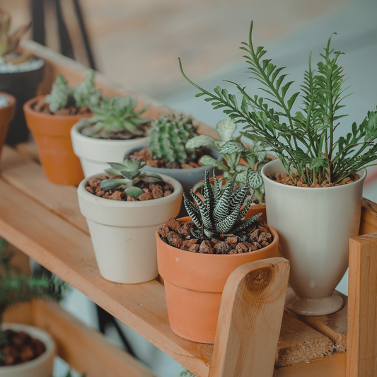 Deck the Halls with Green: The Best Plants to Give for Christmas