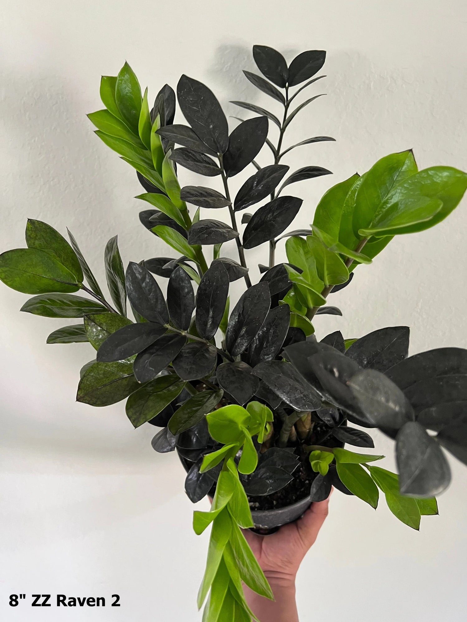 Plants