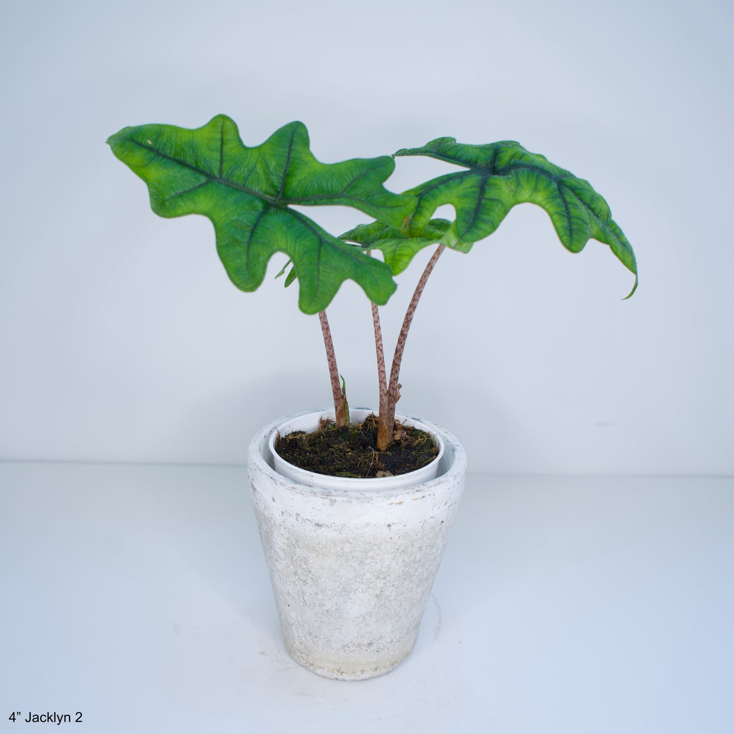 4" Alocasia Jacklyn