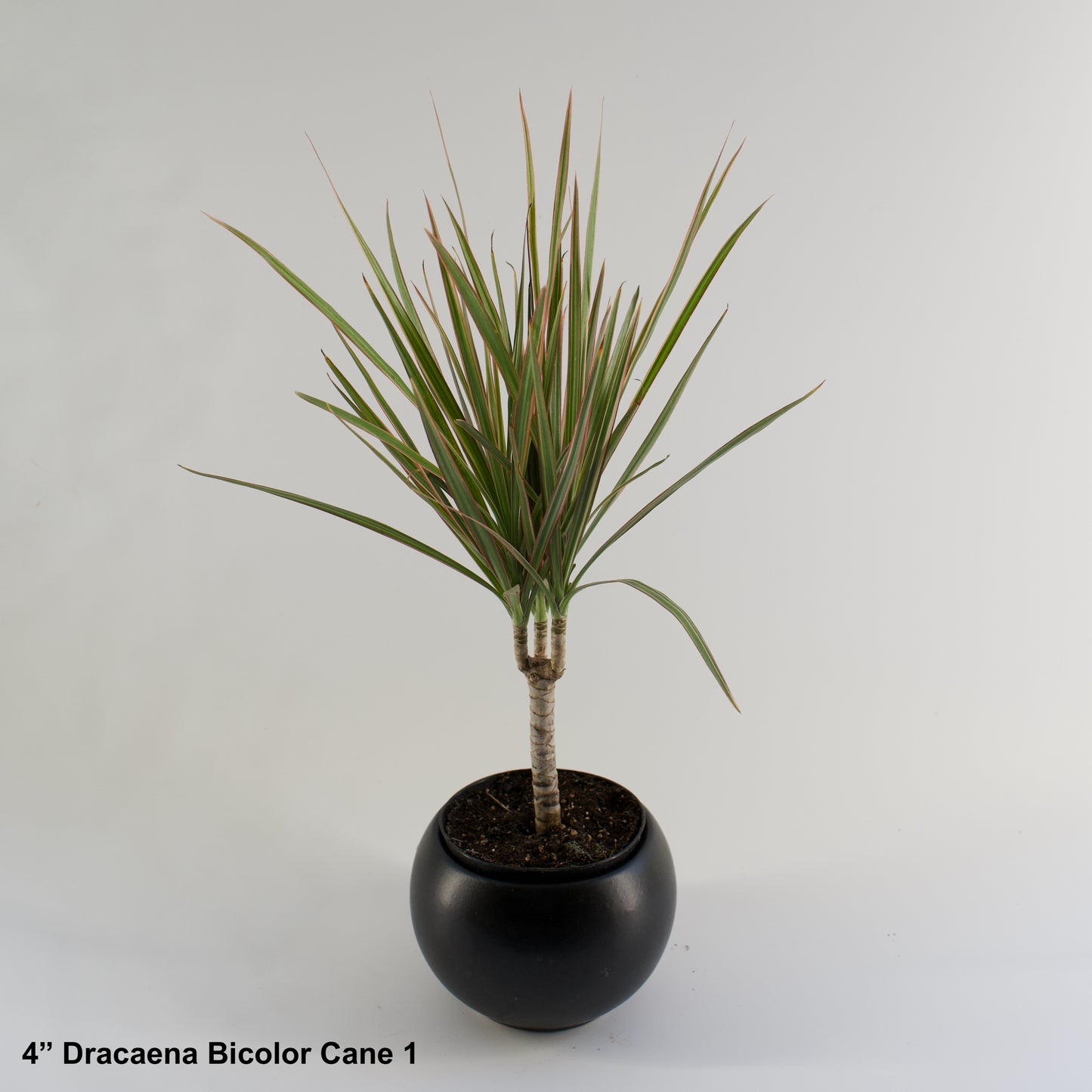 4" Dracaena Bicolor Cane