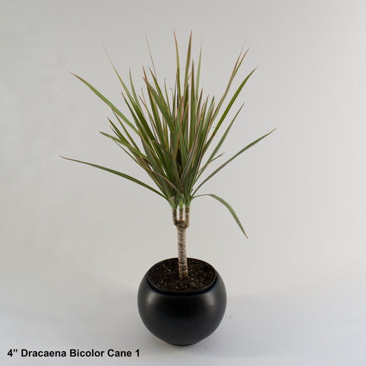 4" Dracaena Bicolor Cane