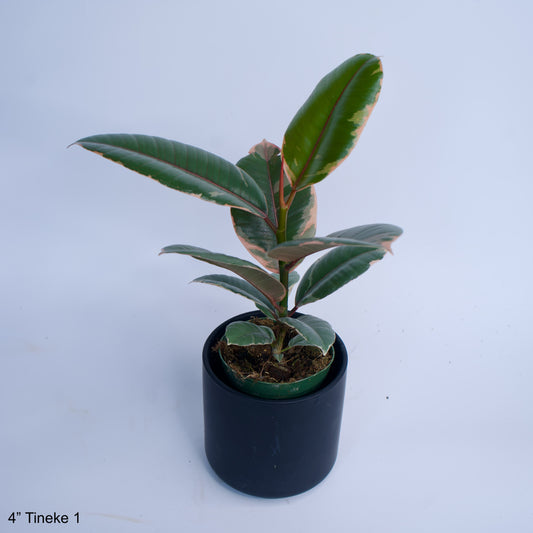 4" Ficus Decora Tineke Rubber Tree
