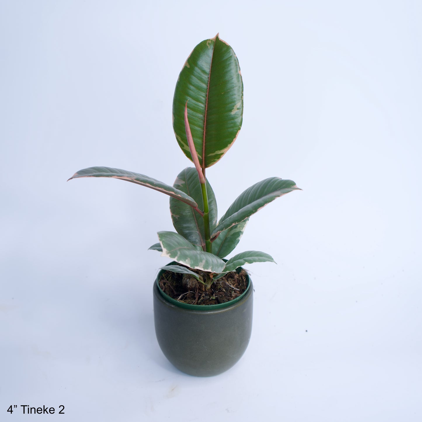 4" Ficus Decora Tineke Rubber Tree