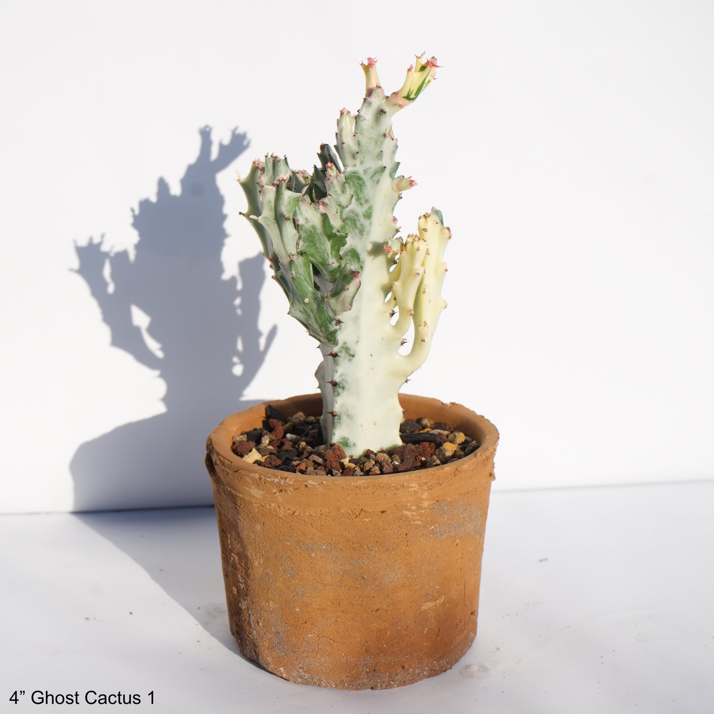 4" White Ghost Cactus Ghost Cactus Euphorbia Lactea Dragon Bones in Terra Cotta Clay Pot Curated
