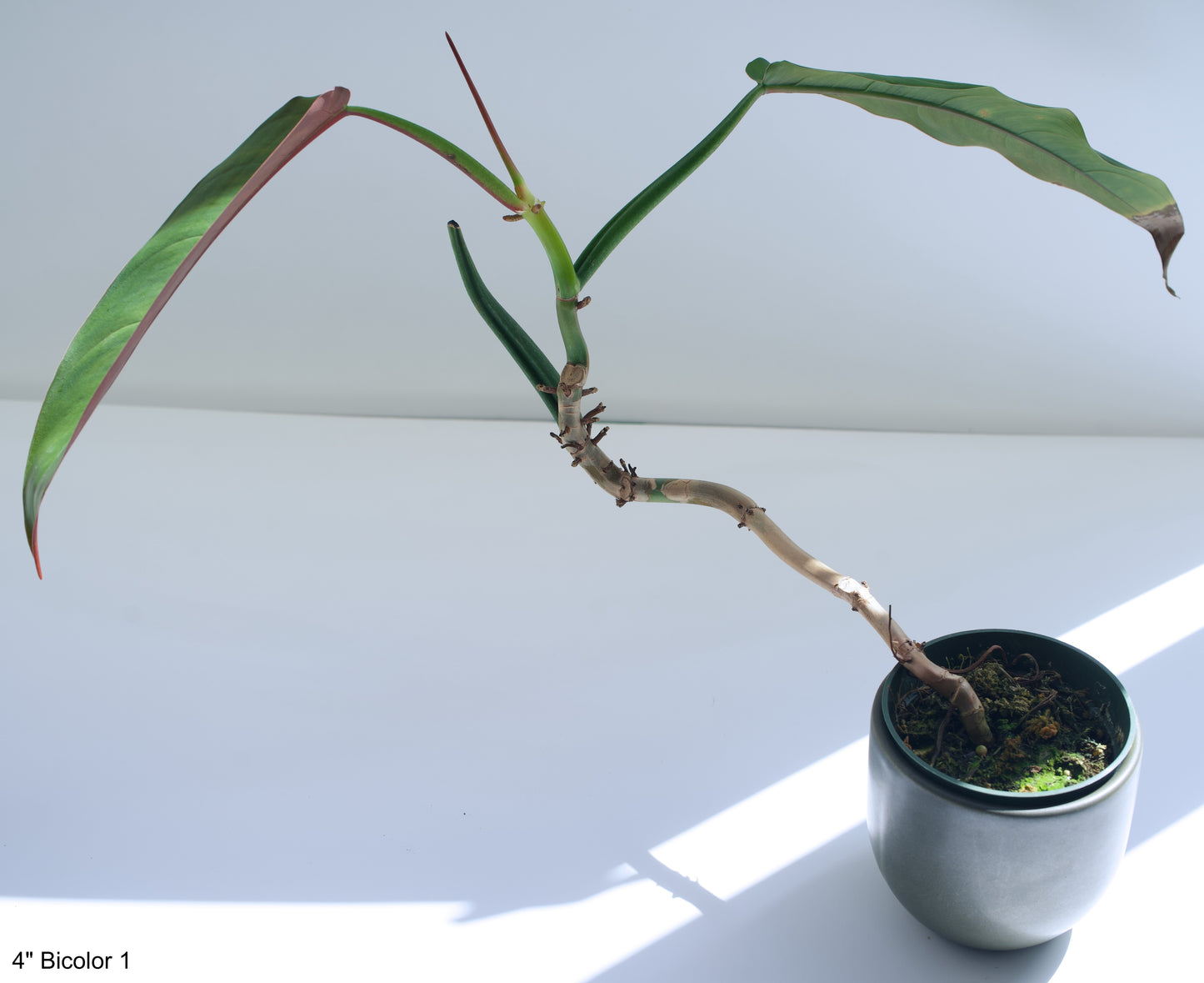 4" Philodendron Bicolor