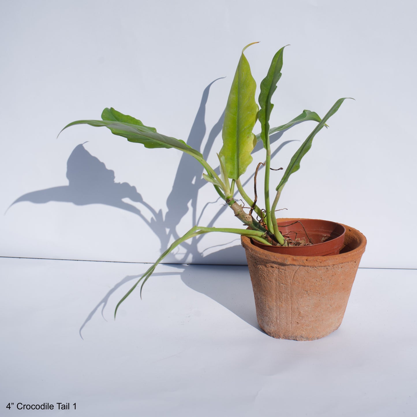 4" Philodendron Crocodile Tail