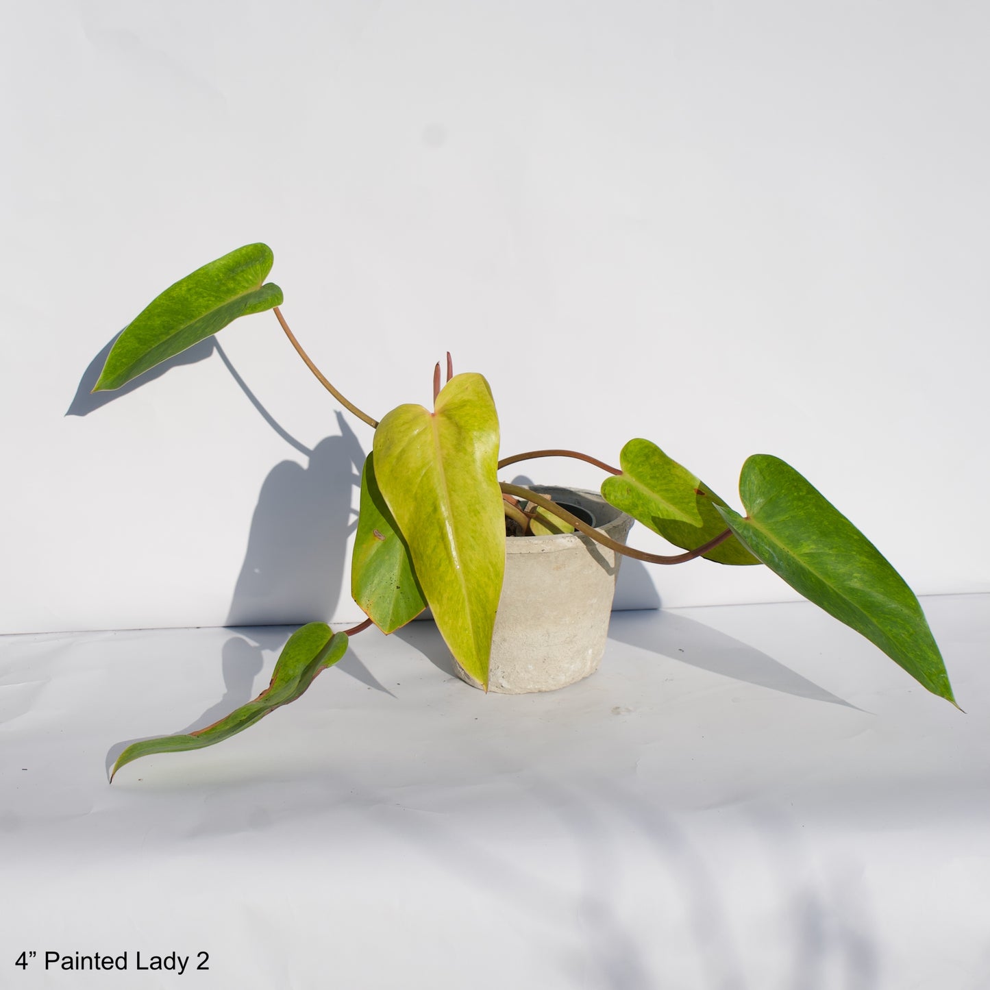 4" Philodendron Painted Lady