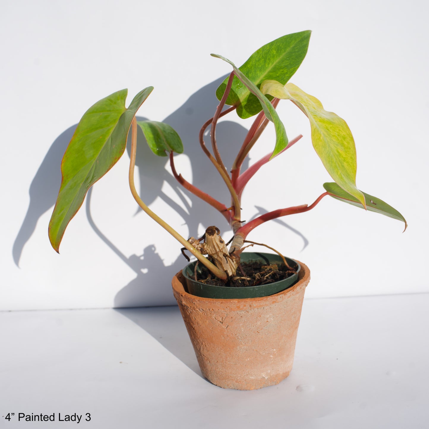 4" Philodendron Painted Lady