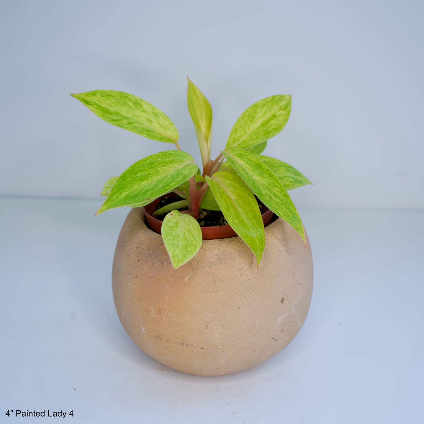 4" Philodendron Painted Lady