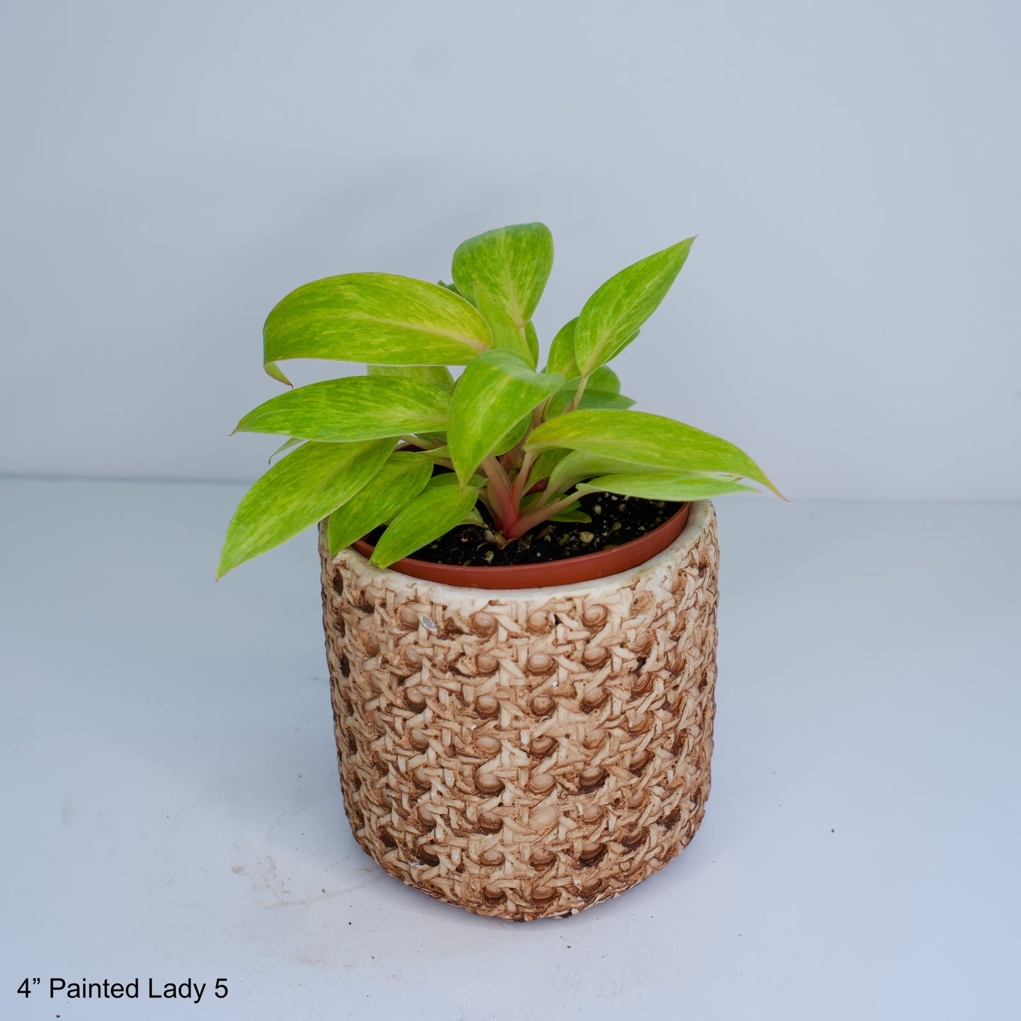4" Philodendron Painted Lady