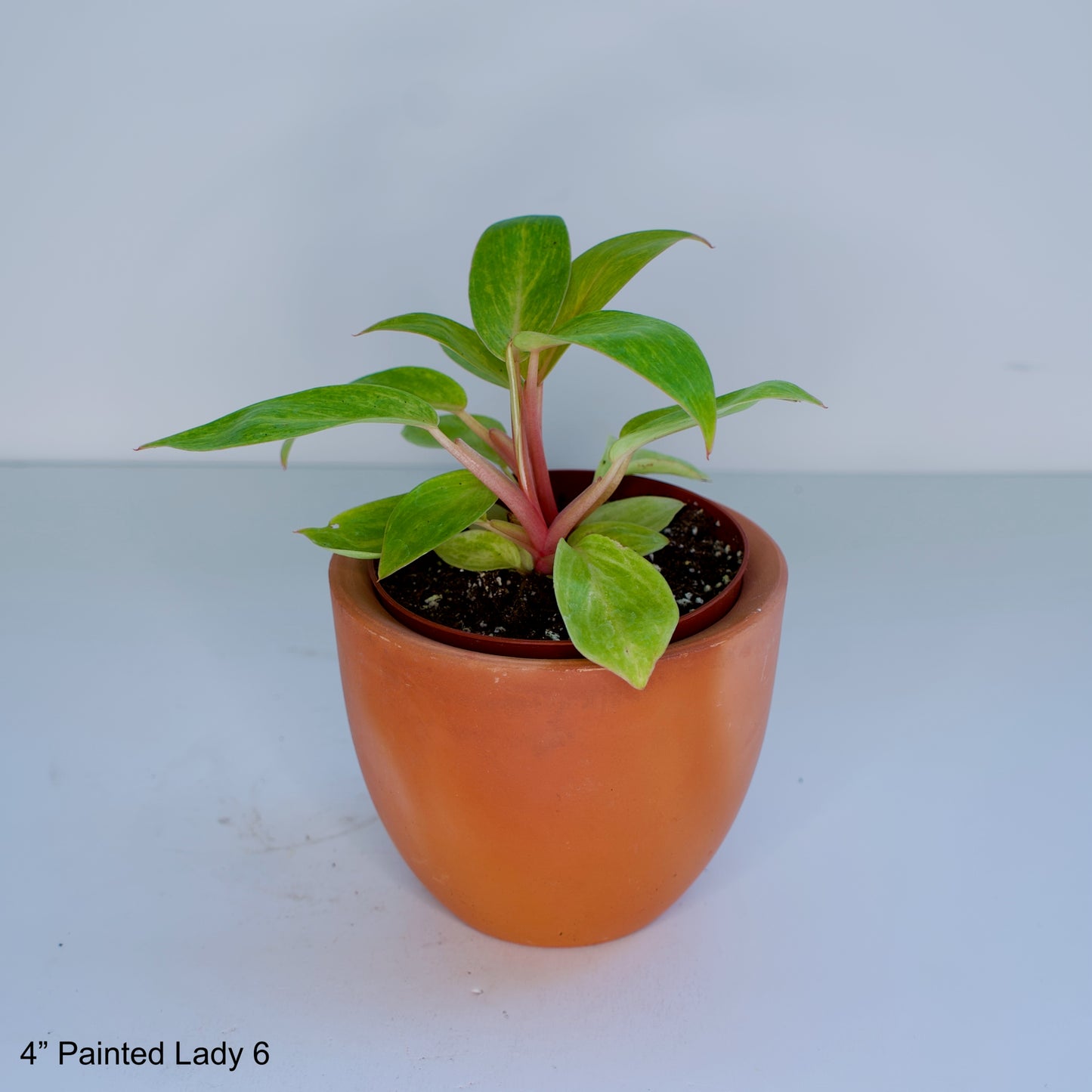 4" Philodendron Painted Lady