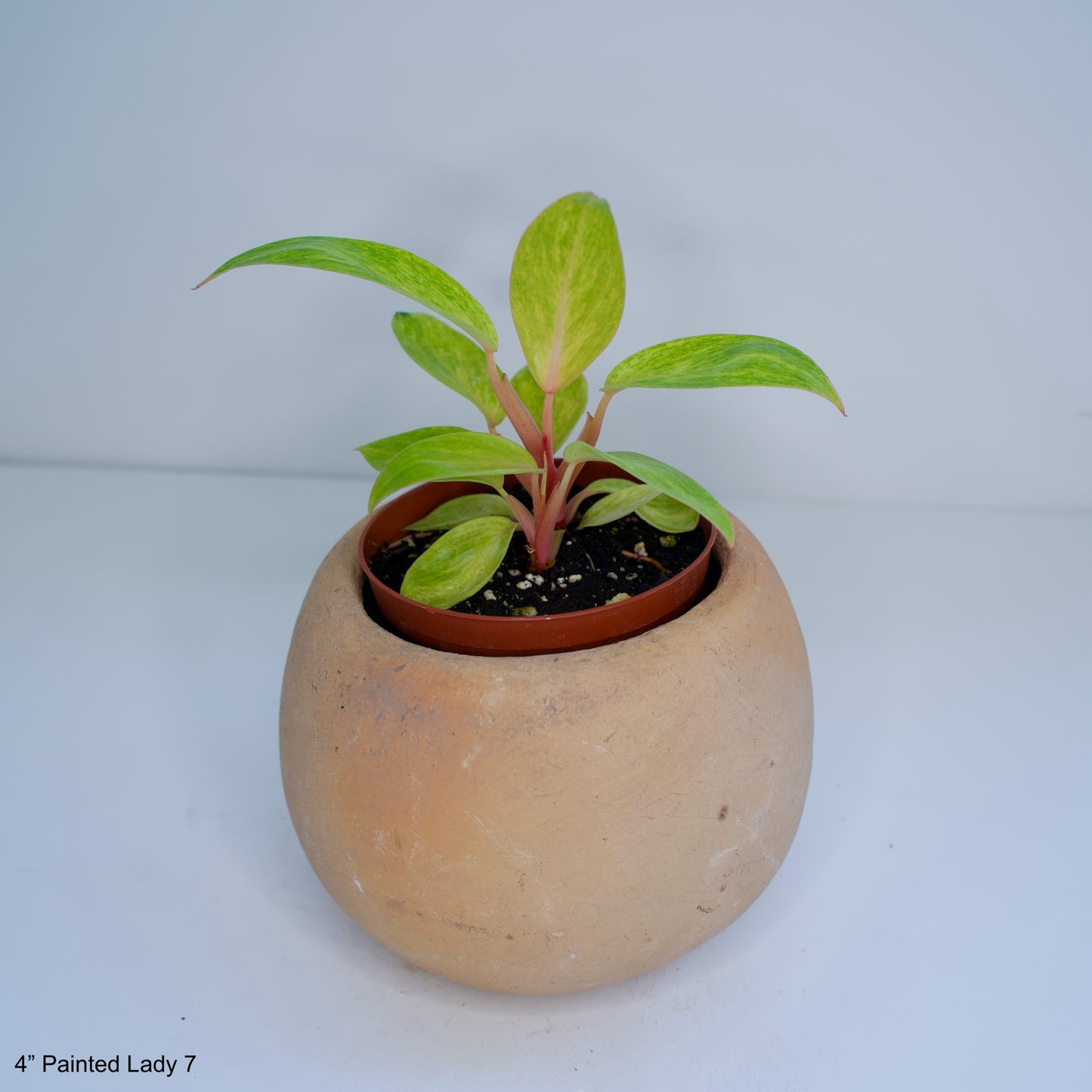4" Philodendron Painted Lady