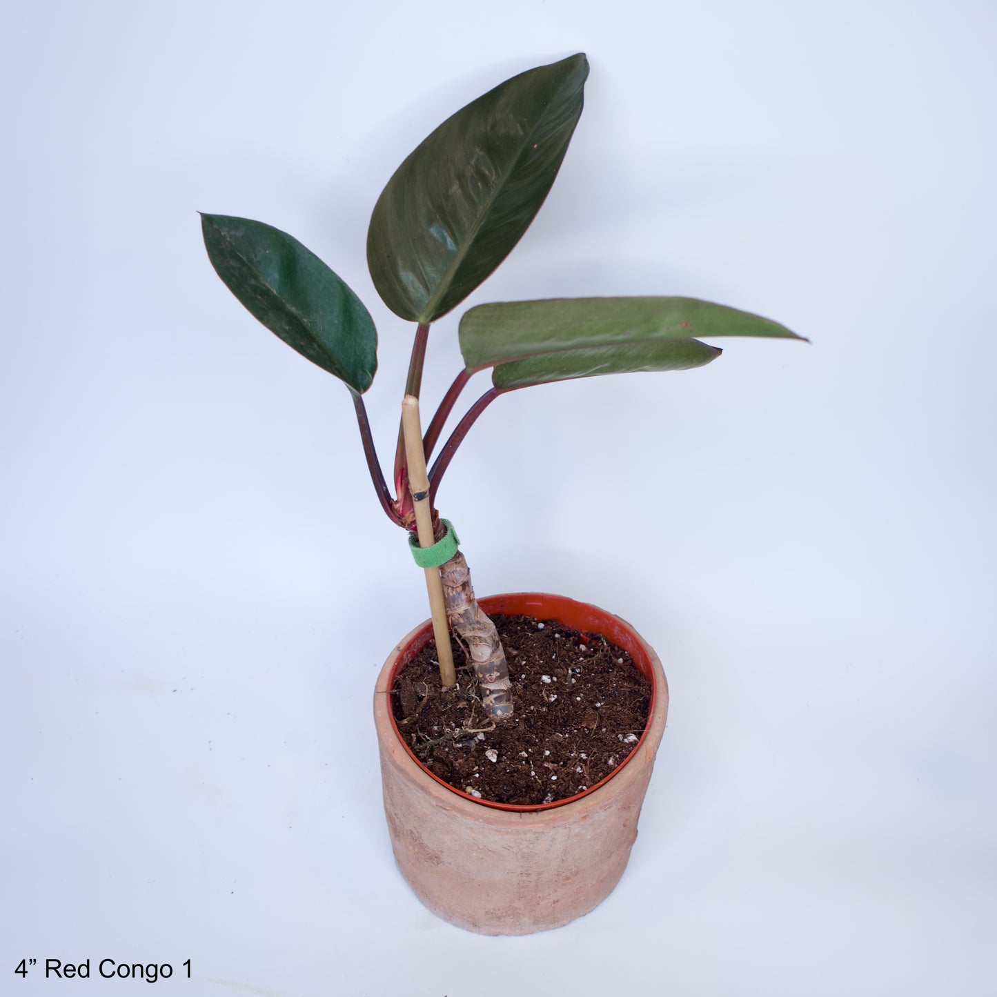 4" Philodendron Red Congo Rojo