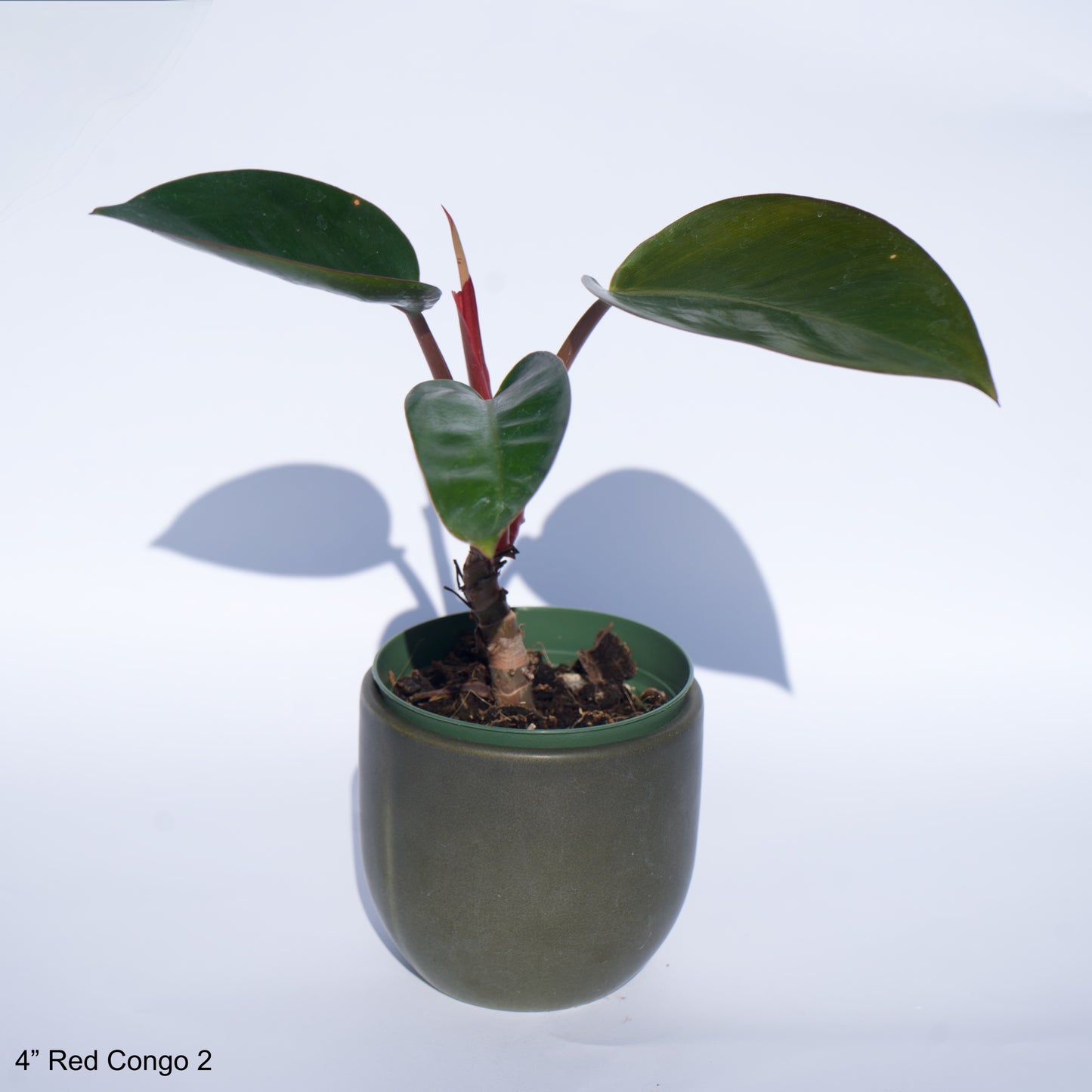 4" Philodendron Red Congo Rojo