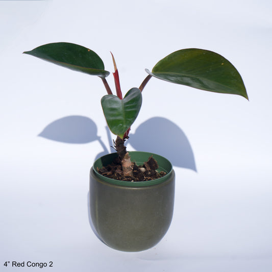 4" Philodendron Red Congo Rojo