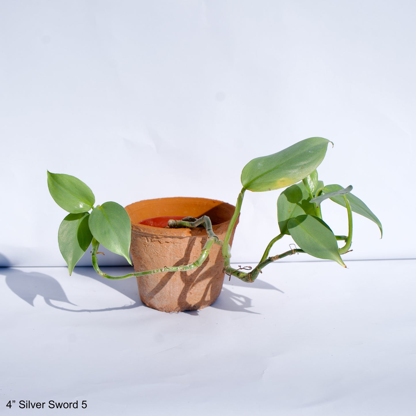 4" Philodendron Silver Sword