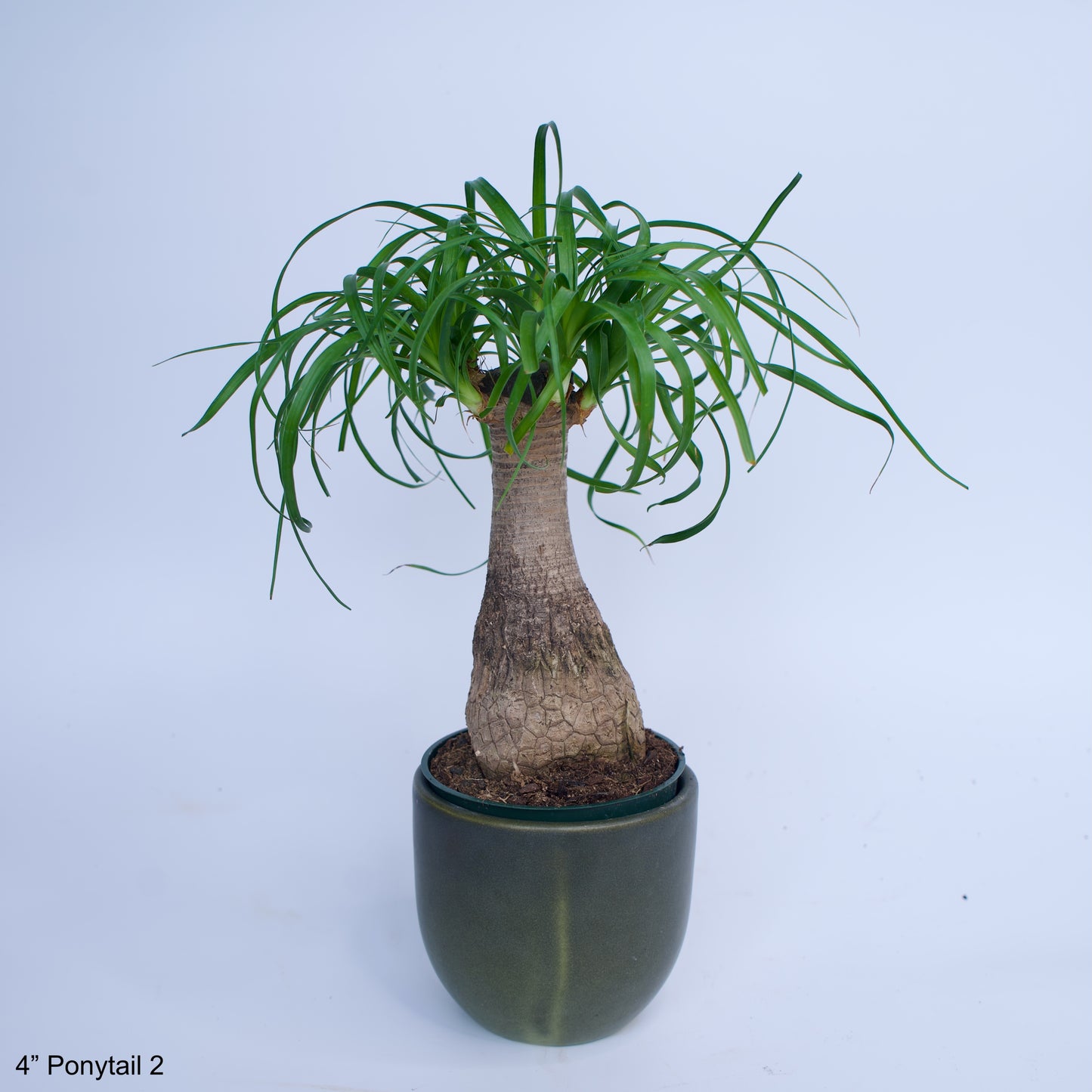 4" Ponytail Palm Elephant Foot Beaucarnea Recurvata