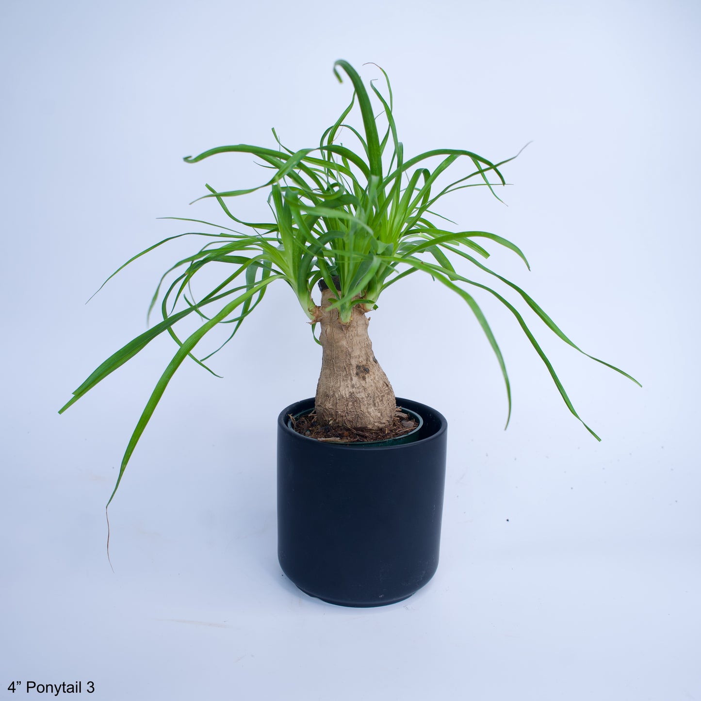 4" Ponytail Palm Elephant Foot Beaucarnea Recurvata