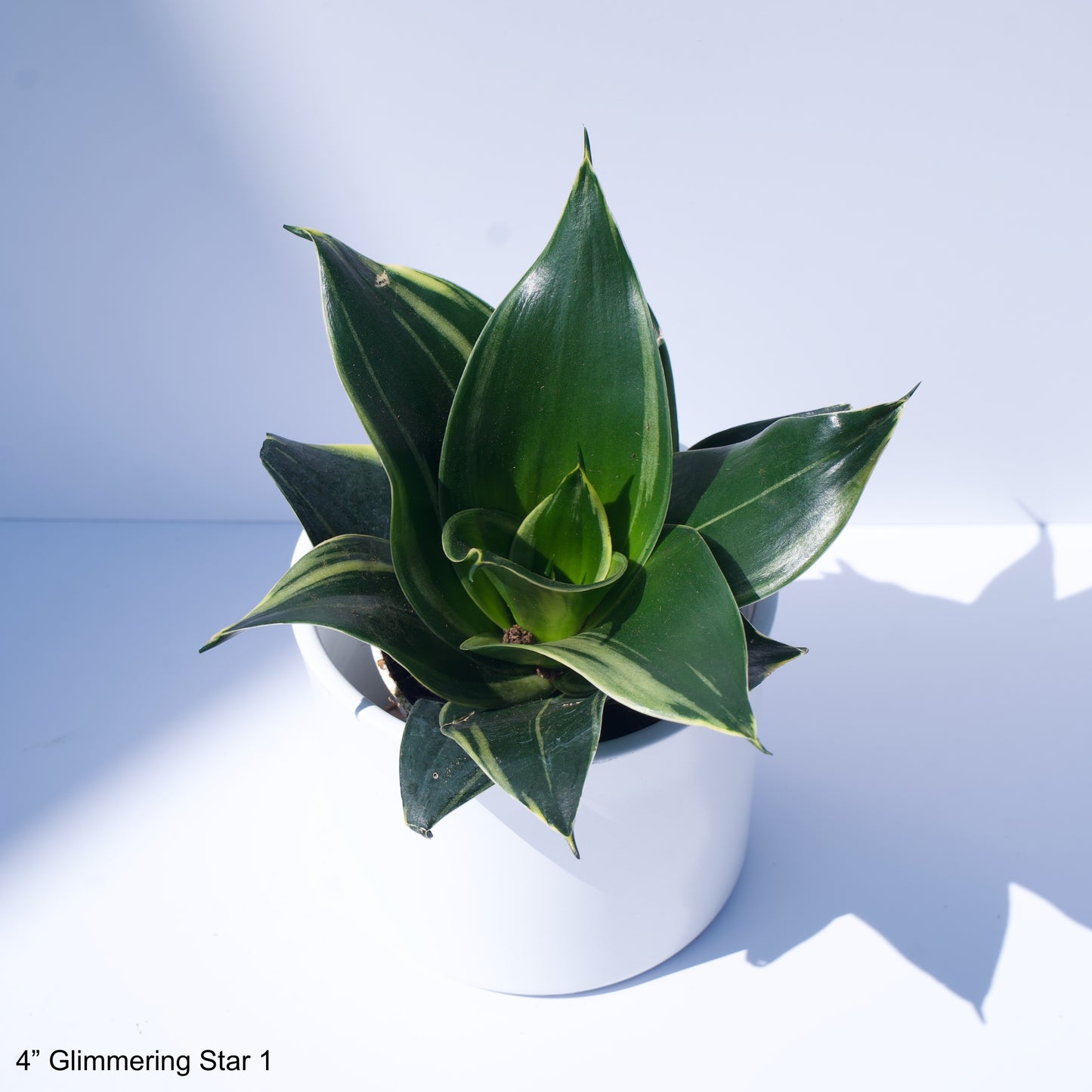 4" Sansevieria Hahnii Glimmering Star
