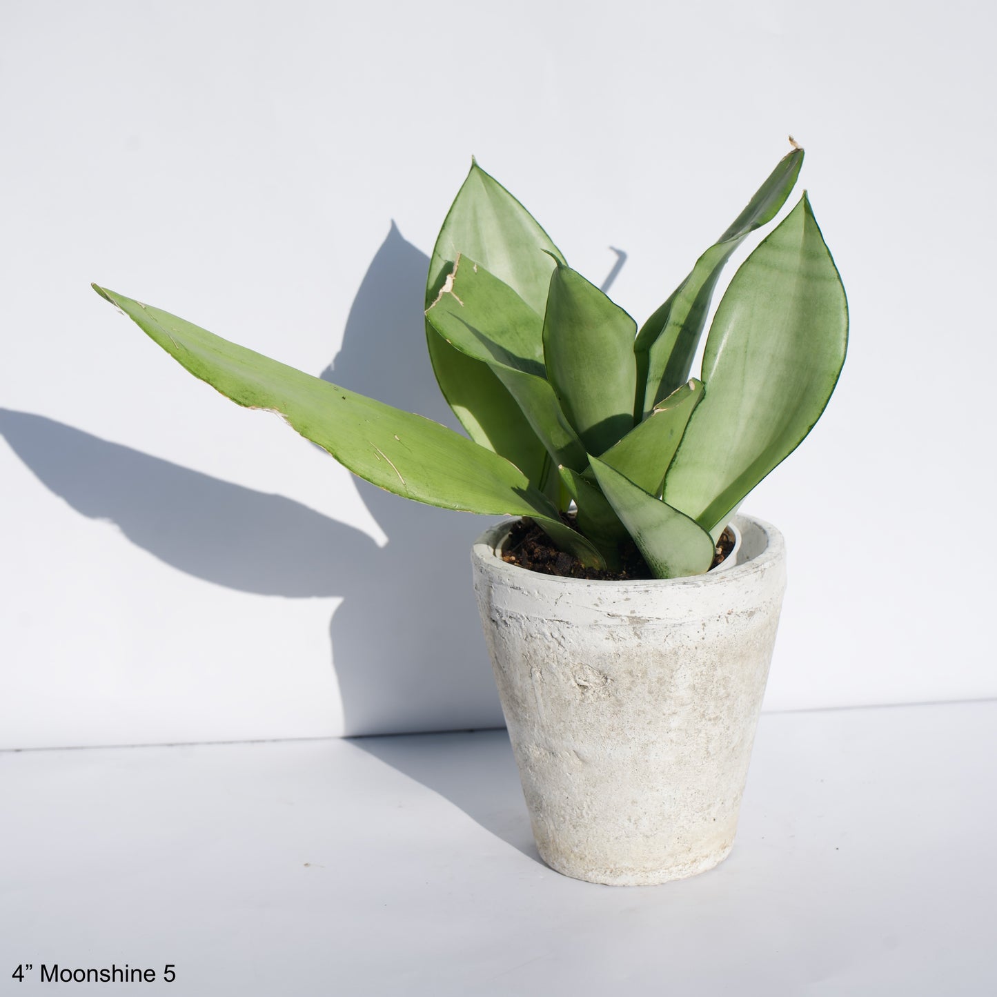 4” Sansevieria Moonshine