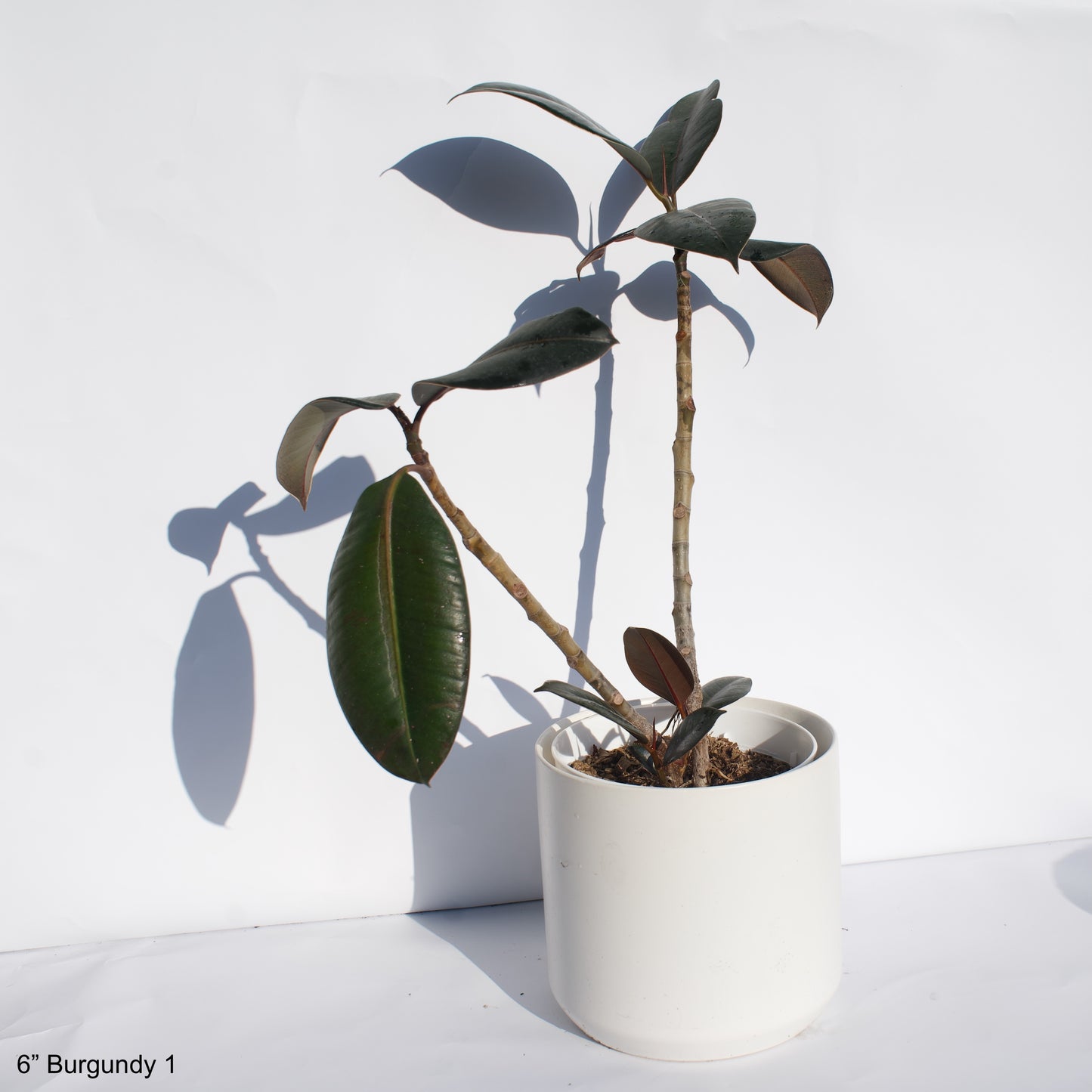 6" Ficus Elastica Burgundy Rubber Tree