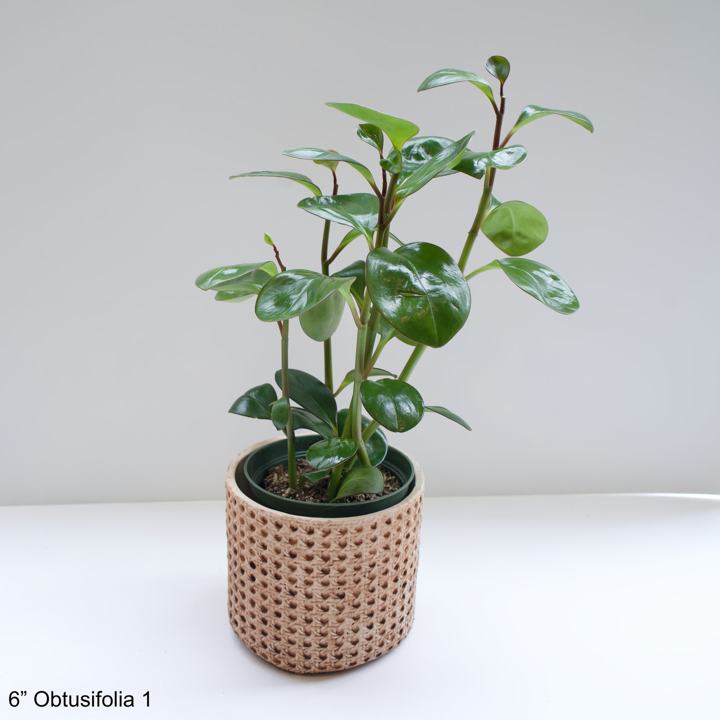 6" Peperomia Obtusifolia Green