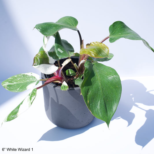 6" Philodendron White Wizard