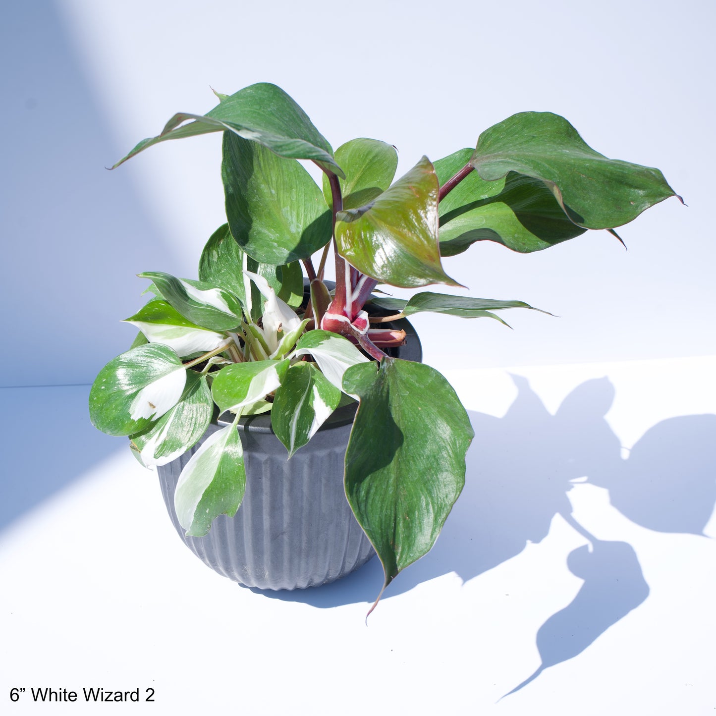 6" Philodendron White Wizard