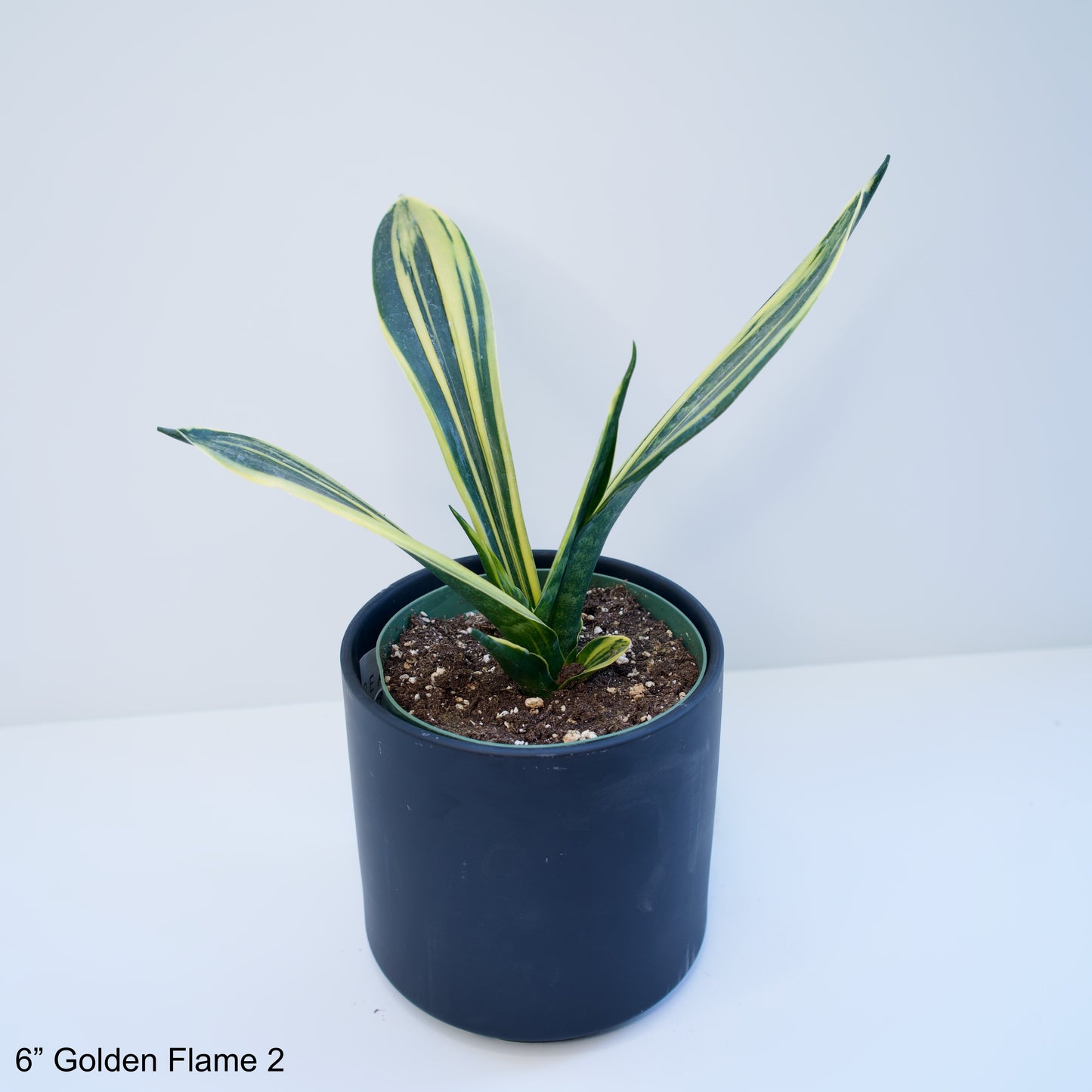 6" Sansevieria Golden Flame