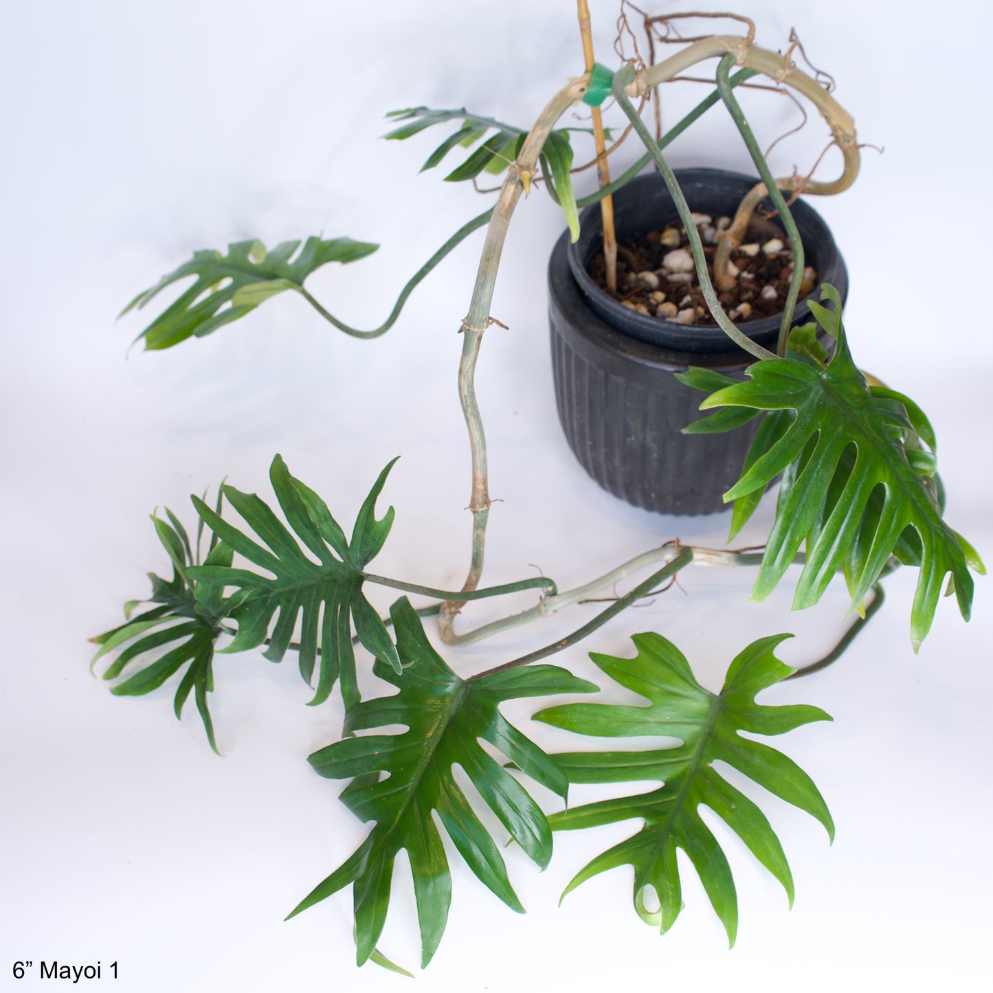 6" Philodendron Mayoi