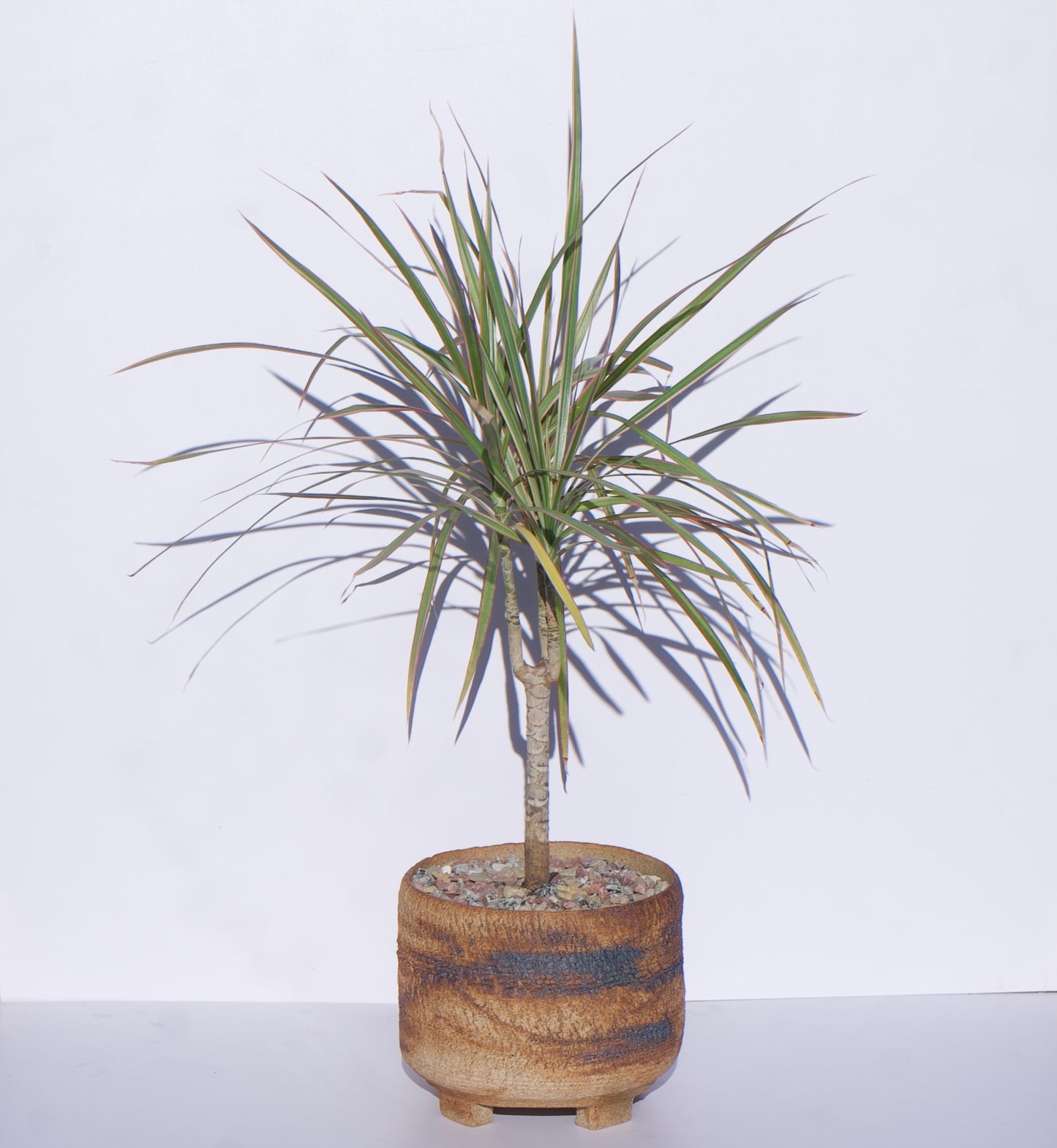 6" Dracaena Marginata in Clay Pot Curated