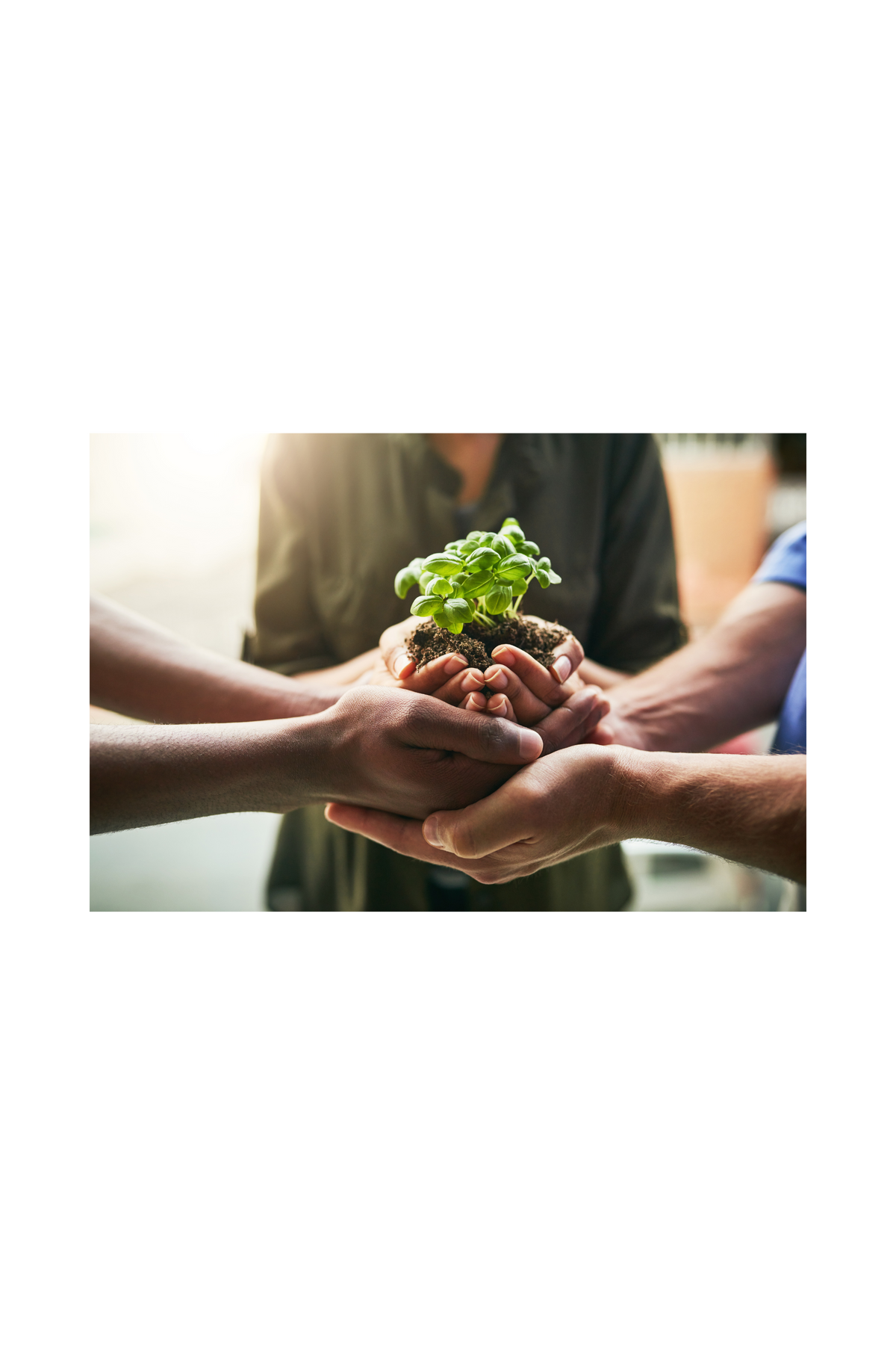 Green Resolutions: A New Year's Commitment to Reduce Your Carbon Footp ...