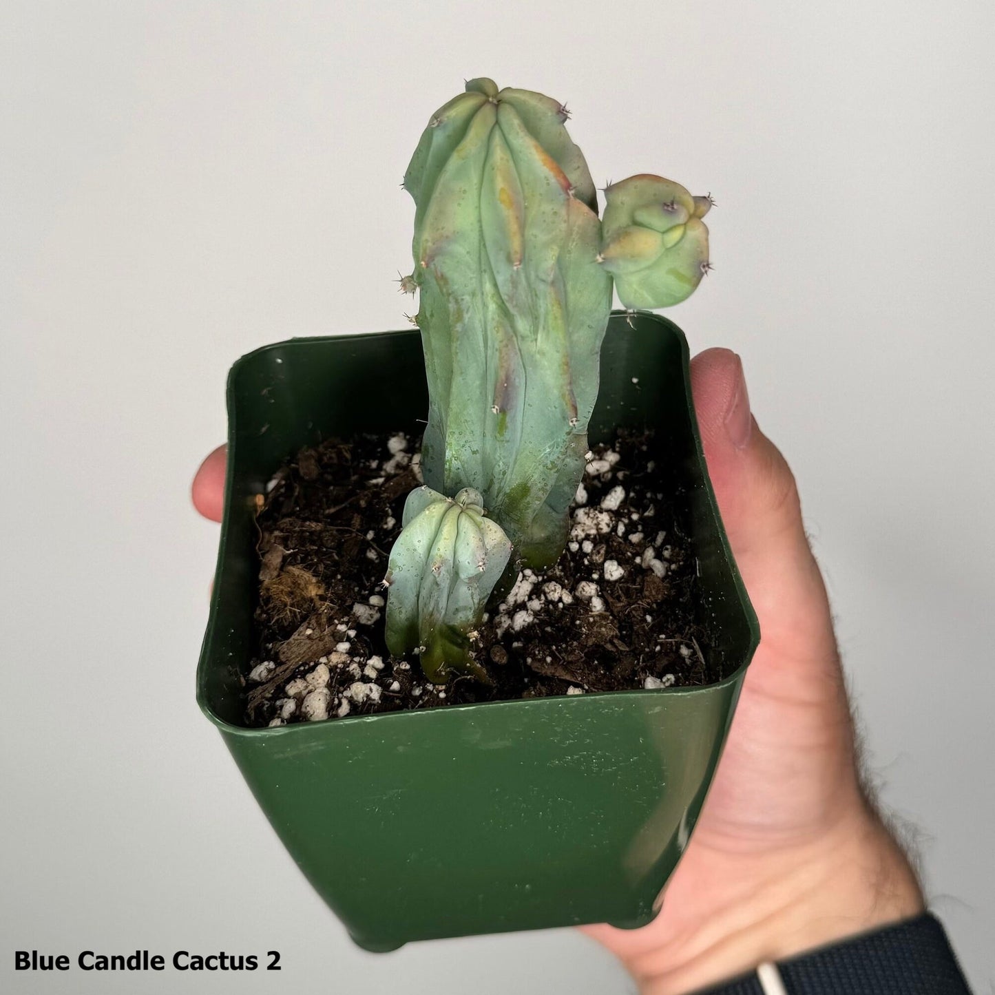 3" Blue Candle Cactus Myrtillocactus Geometrizans