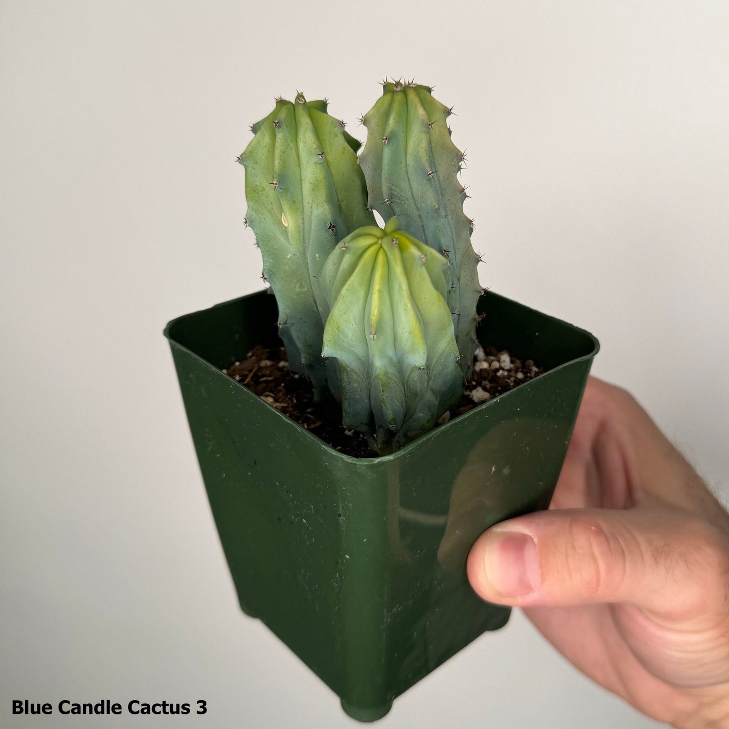 2" Blue Candle Cactus Myrtillocactus Geometrizans