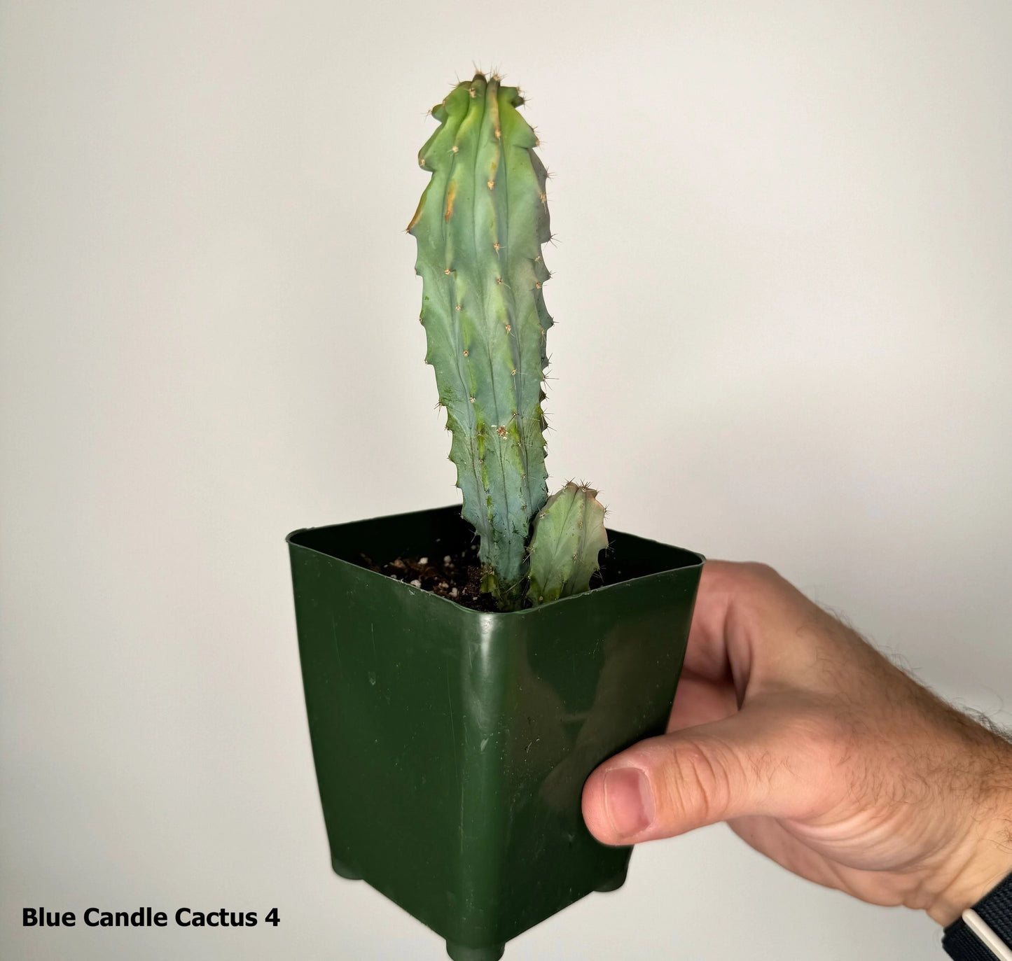 3" Blue Candle Cactus Myrtillocactus Geometrizans
