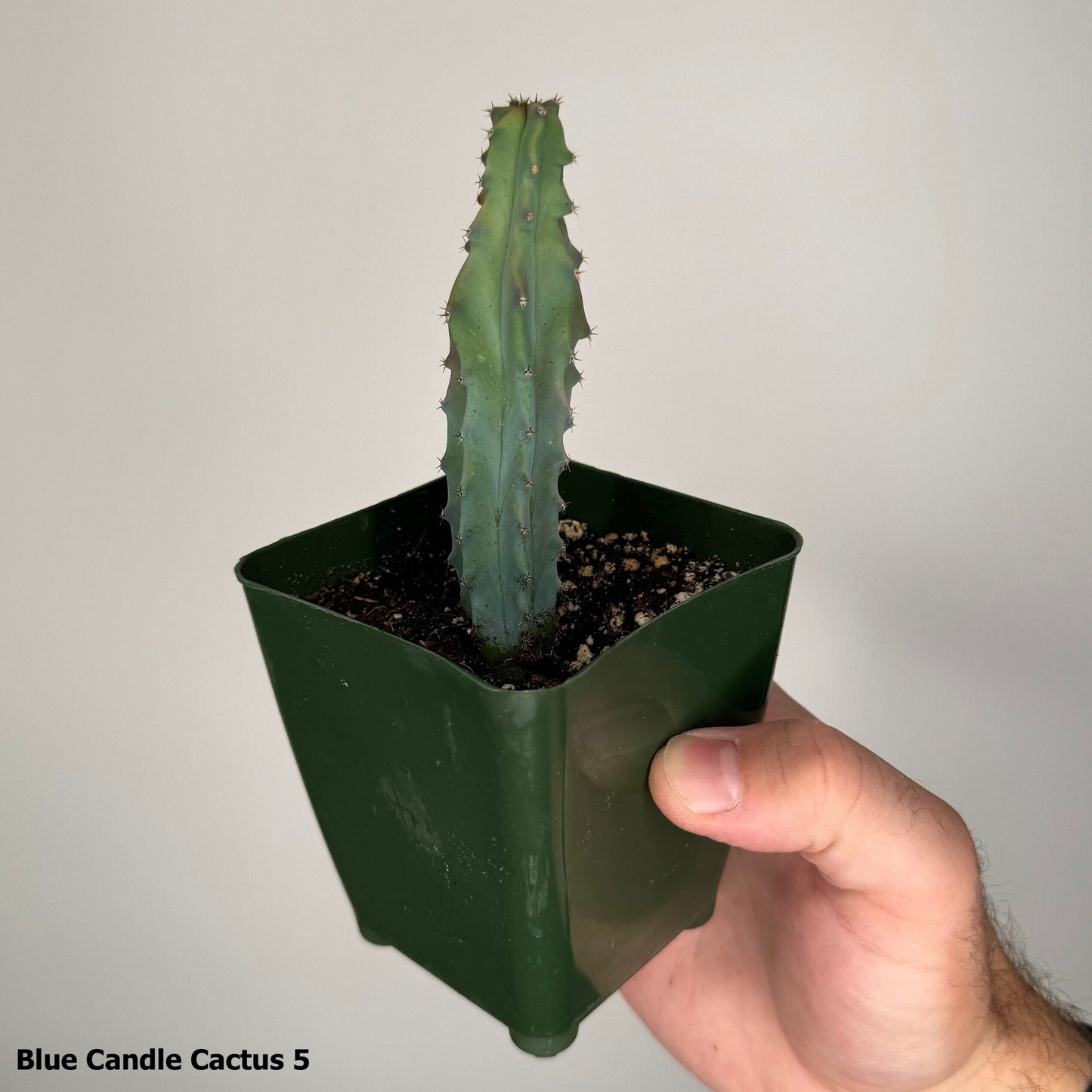 2" Blue Candle Cactus Myrtillocactus Geometrizans