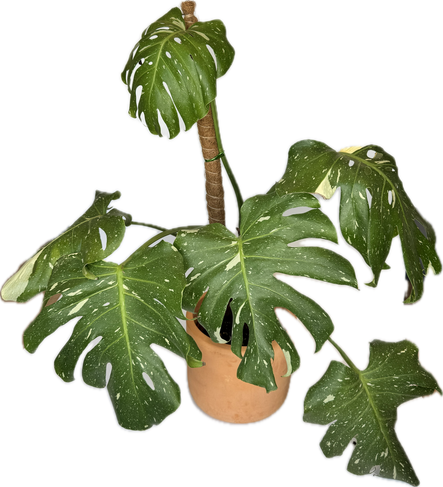 6" Monstera Thai Constellation