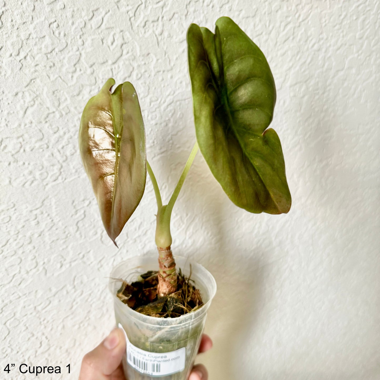 4" Alocasia Cuprea