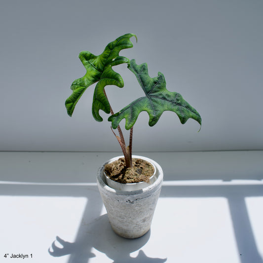 4" Alocasia Jacklyn