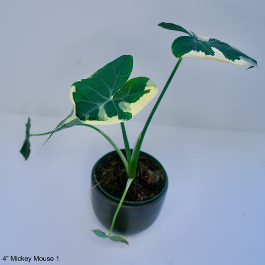 4" Alocasia Mickey Mouse Variegated