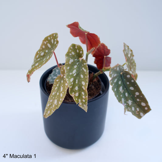 4" Begonia Maculata
