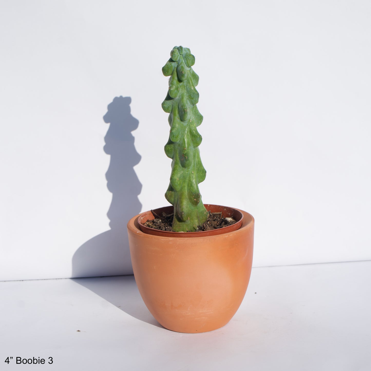 4" Boobie Cactus (Myrtillocactus Geometrizans Fukurokuryuzinboku)