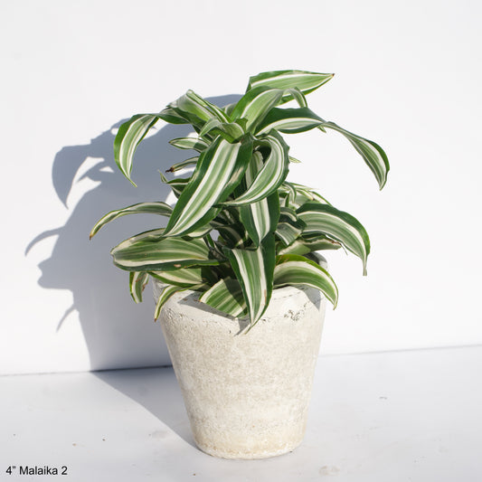 4" Dracaena Malaika