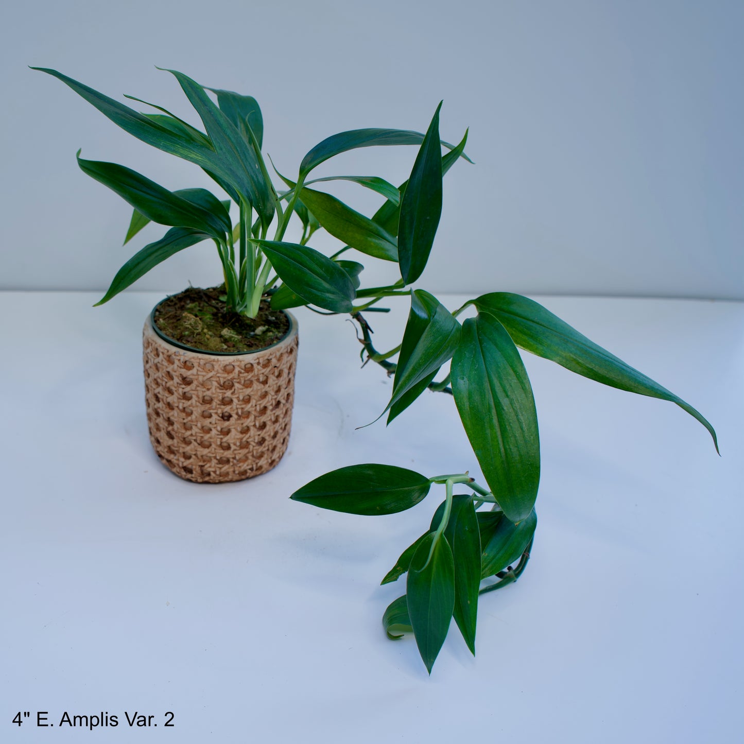 4" Epipremnum Amplissimum Variegated Silver Streak Pothos