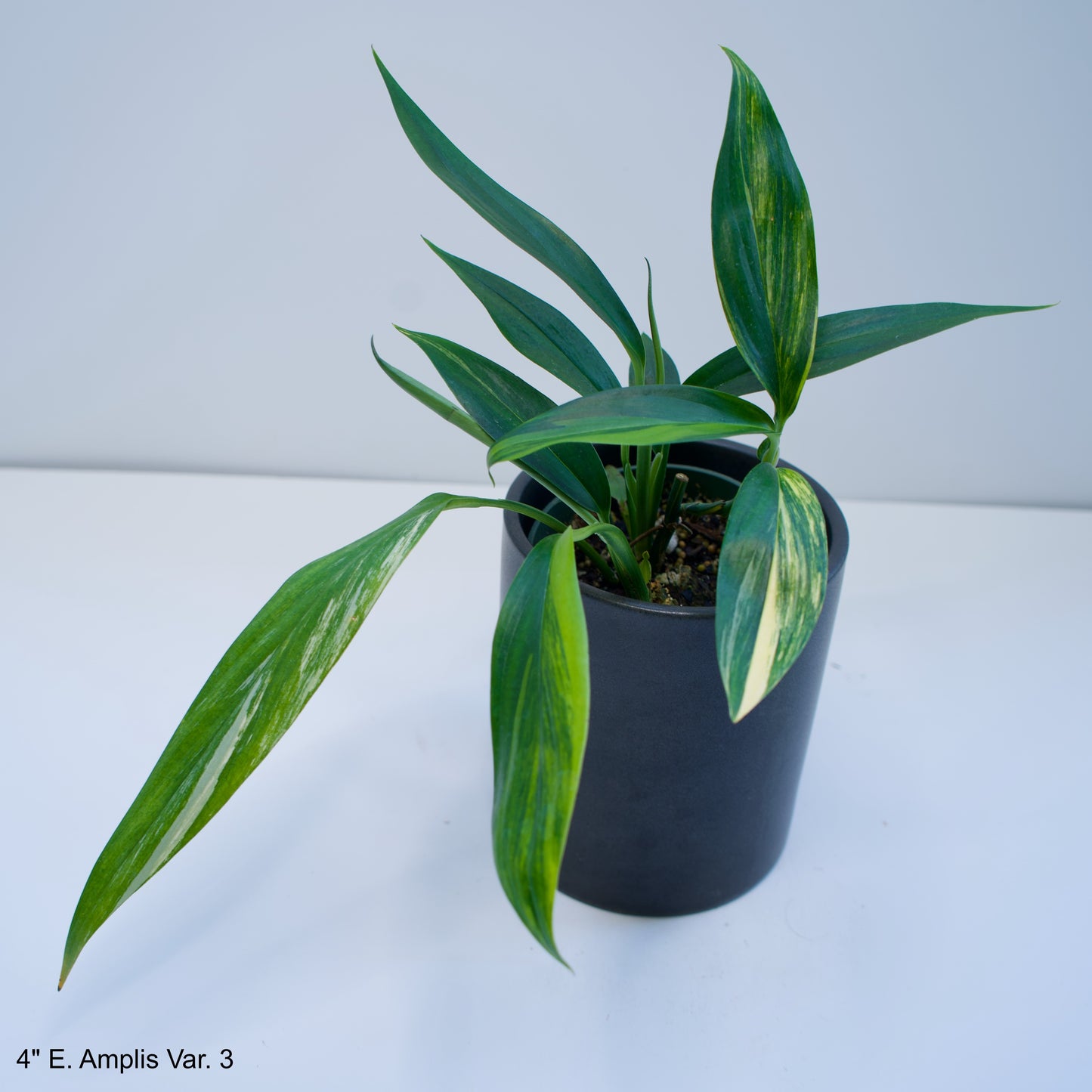 4" Epipremnum Amplissimum Variegated Silver Streak Pothos