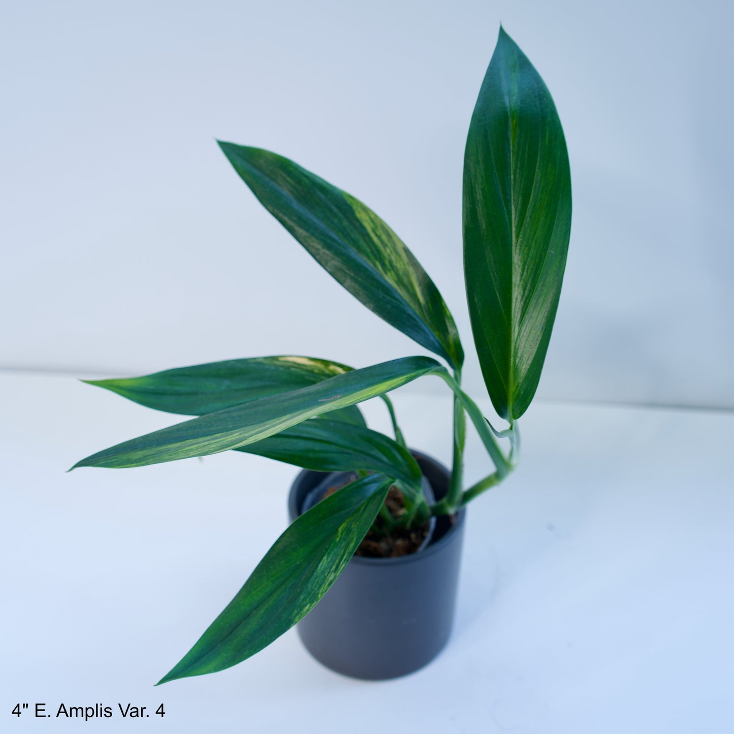 4" Epipremnum Amplissimum Variegated Silver Streak Pothos