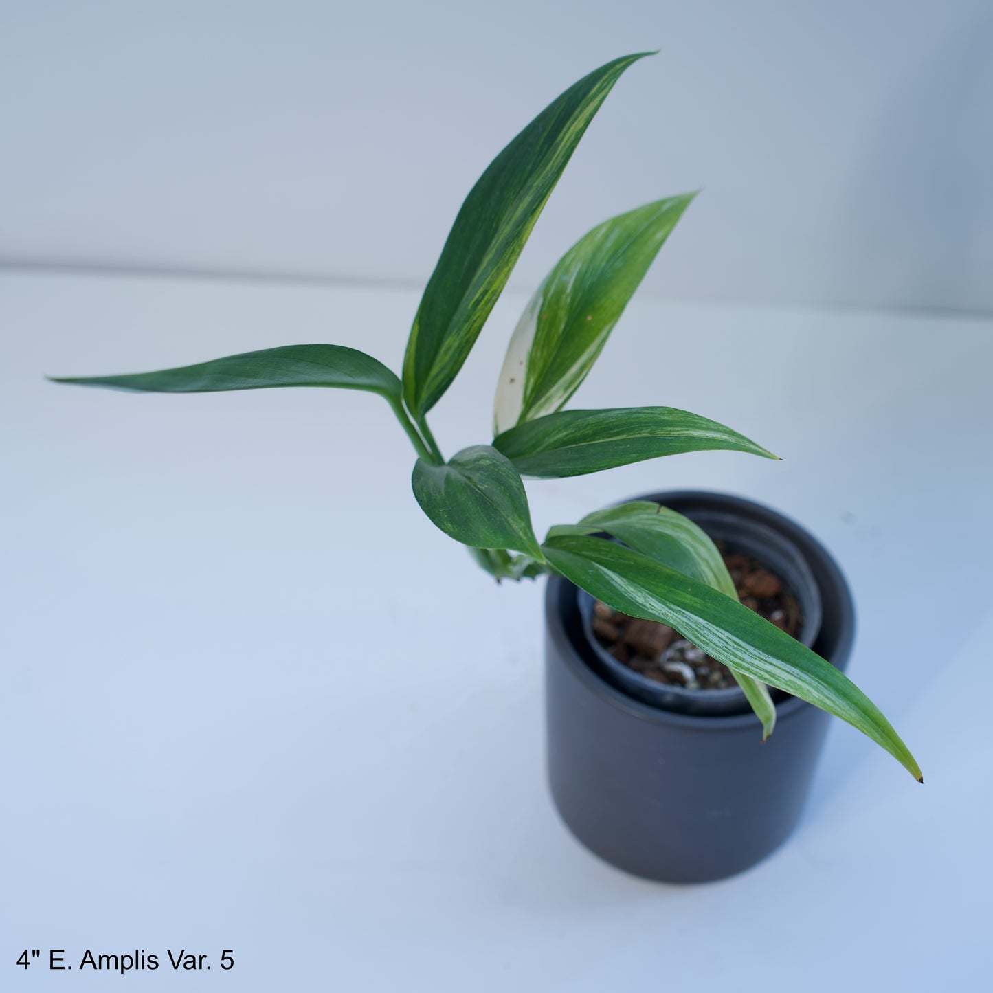 4" Epipremnum Amplissimum Variegated Silver Streak Pothos