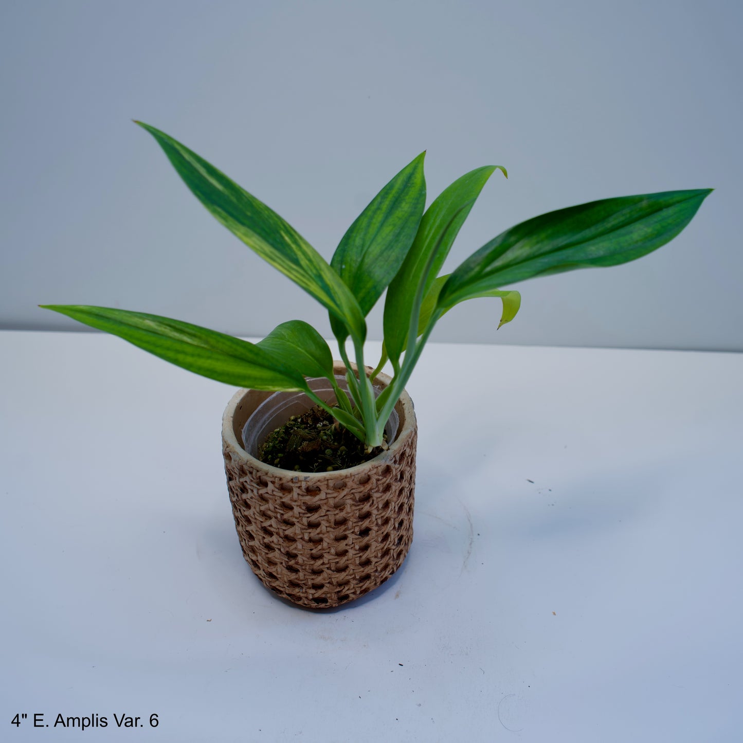4" Epipremnum Amplissimum Variegated Silver Streak Pothos