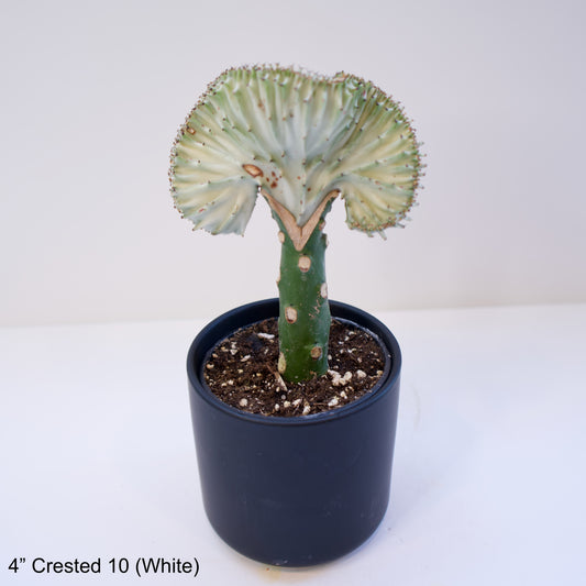 4" Crested Cactus Euphorbia Lactea Assorted Colors White Green
