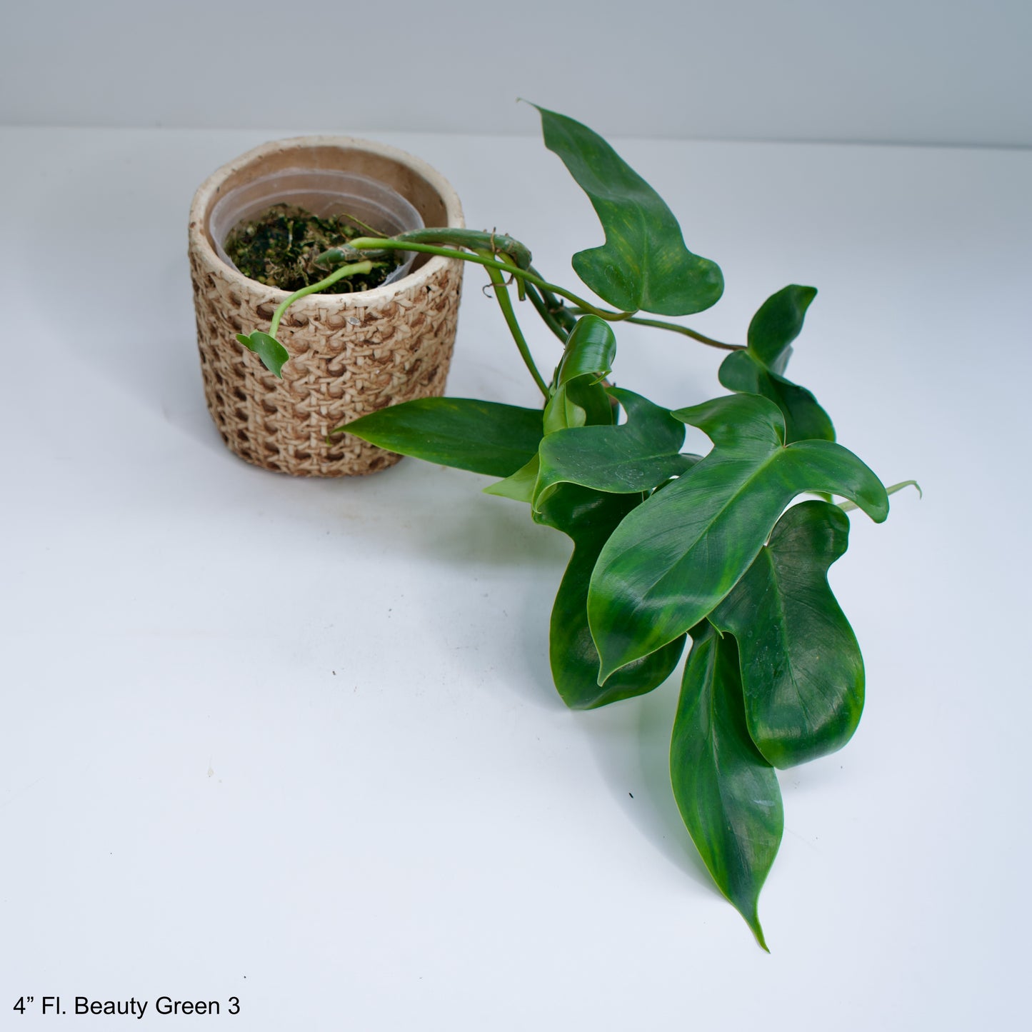 4" Florida Beauty Green